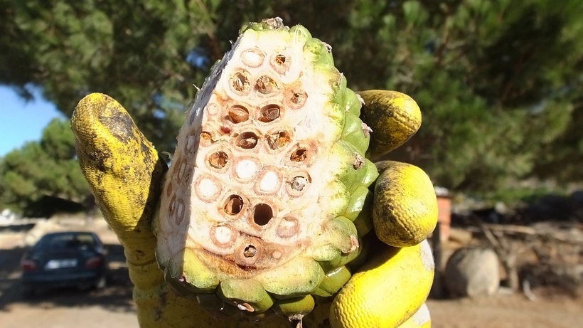 Balıkesir Burhaniye'de çam fıstığını hastalık vurdu: Böyle giderse çam fıstığı diye bir şey kalmayacak