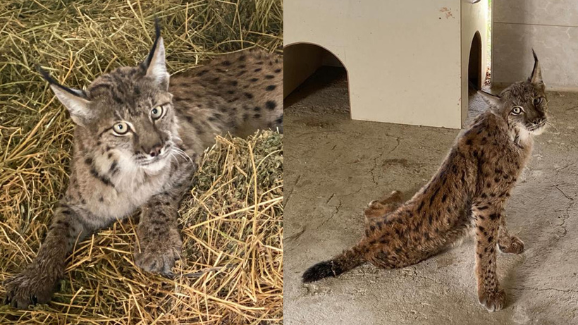 Denizli'de tüfekle vurulmuş halde yaralı bulunan vaşak öldü