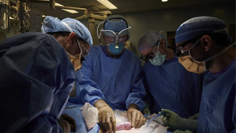 Dünyada bir ilk! Domuz böbreği insana nakledildi