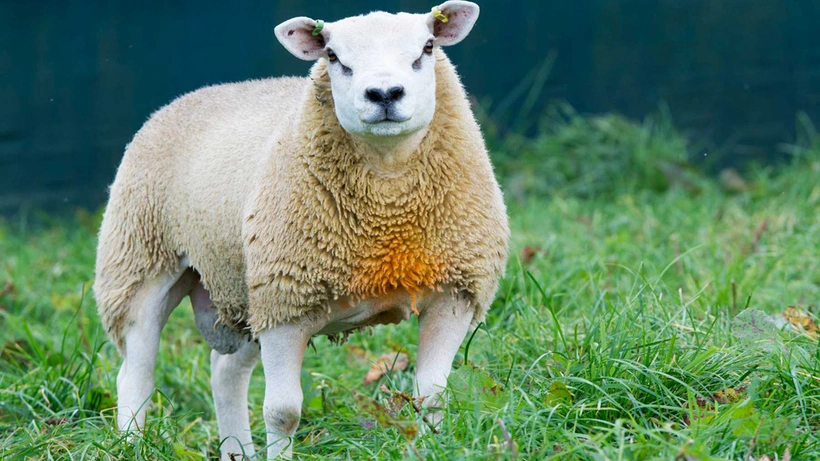 Dünyanın en pahalı koyunu: 750 kuzu babası koyun Double Diamond'ın fiyatı rezidanslarla yarışıyor!