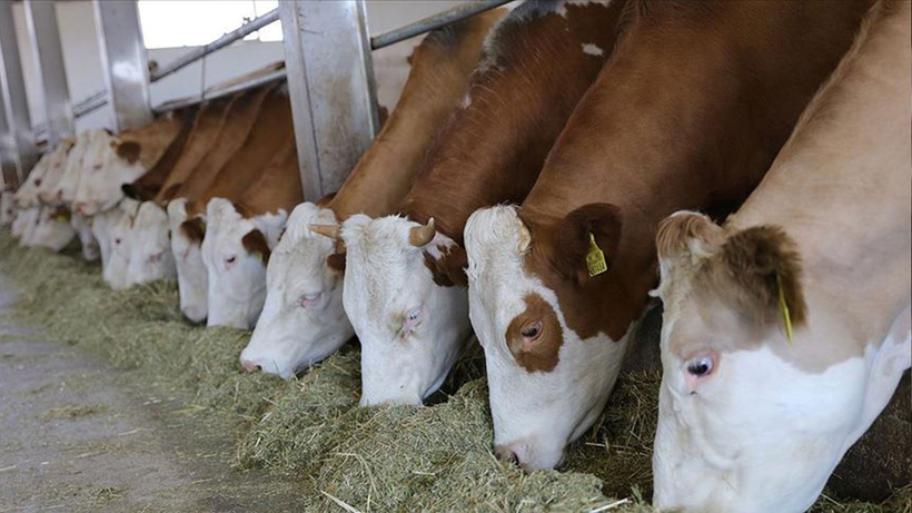Hayvancılık desteği verilecek düvelerin yaş sınırı artırıldı