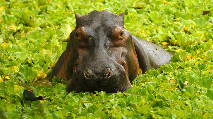 Pablo Escobar'ın su aygırları kısırlaştırıldı