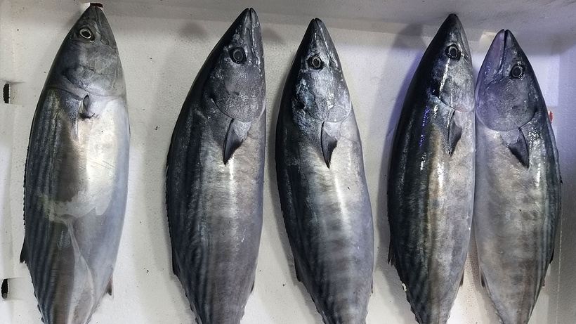 Palamut uyarısı: Nesli tehlike altında, avlanma boyu 39 santimetre olsun