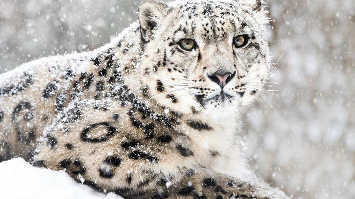 3 kar leoparı koronavirüs nedeniyle hayatını kaybetti