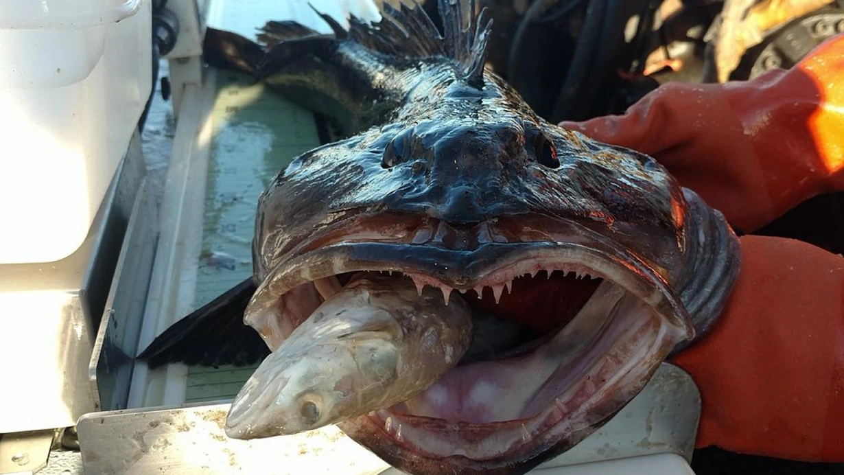 500 dişli yamyam balık! Günde 20 diş değiştiriyor