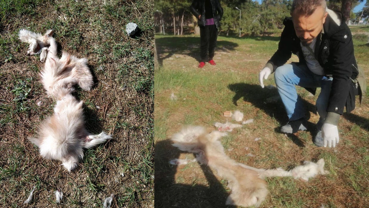 Aydın Didim'de yüzülmüş köpek derisi ile kedi ölüsü bulundu