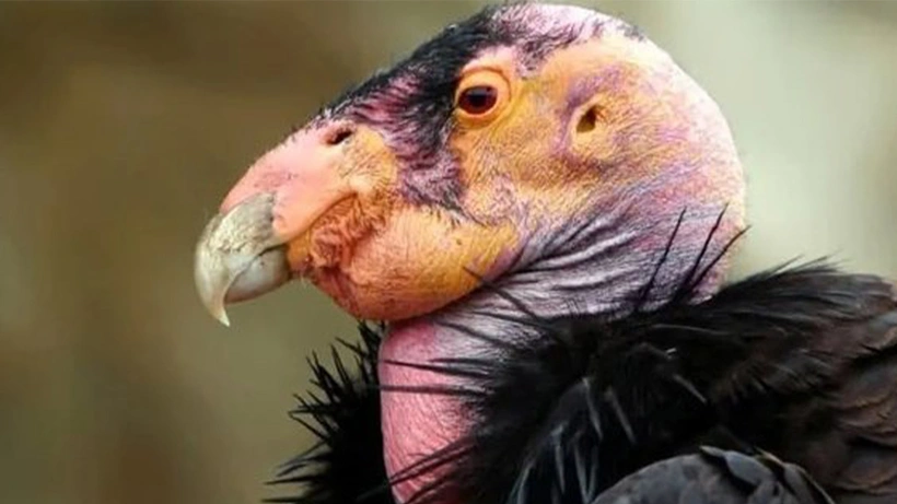 Dişi Kaliforniya kondorlarında 'bakire doğum' görüldü