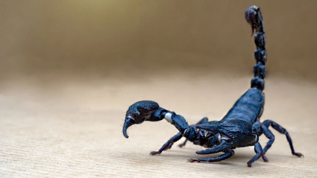 Dünya bu araştırmaya kilitlendi... Koronavirüse karşı akrep zehri!