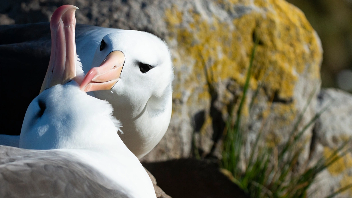Eşine olan sadakatiyle biliniyordu! İklim krizi nedeniyle albatrosların 'boşanma' oranı arttı