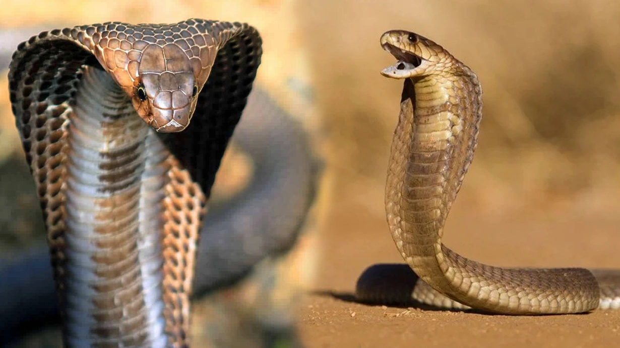 Karısını kiralık yılanla öldüren caninin cezası belli oldu