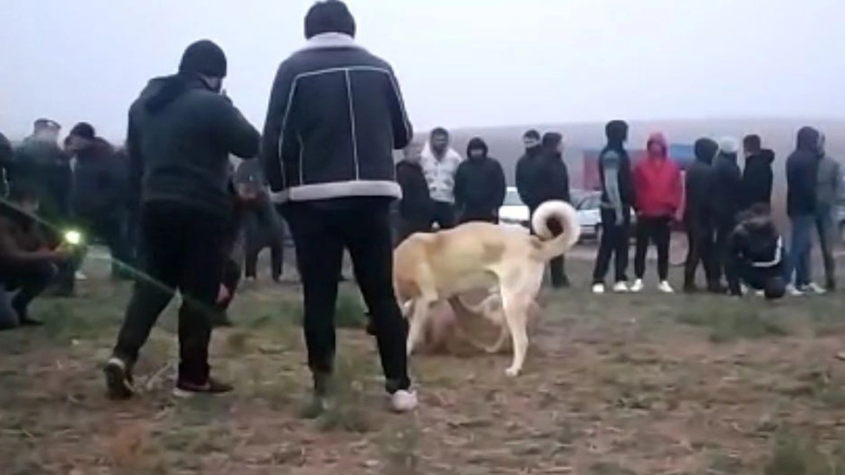 Kırıkkale'de şafak baskını: Köpek dövüştüren 25 kişi yakalandı&nbsp;