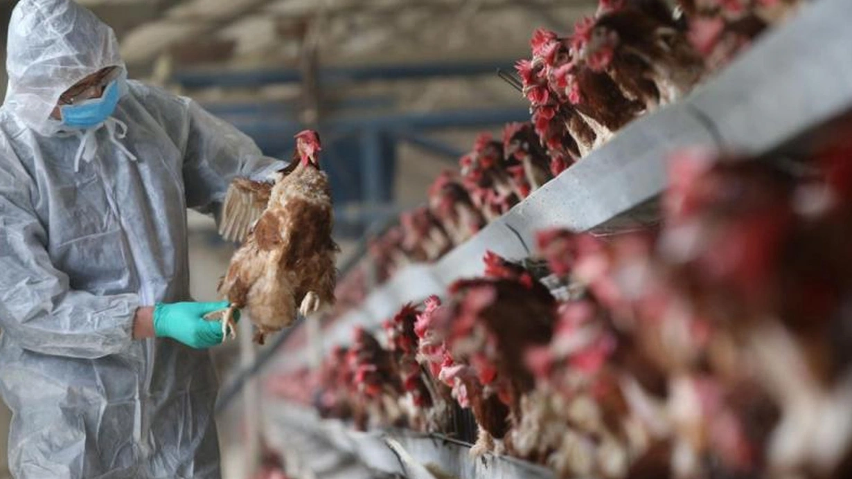 Kuş gribi yeniden hortladı! 143 bin kanatlı hayvan itlaf edilecek