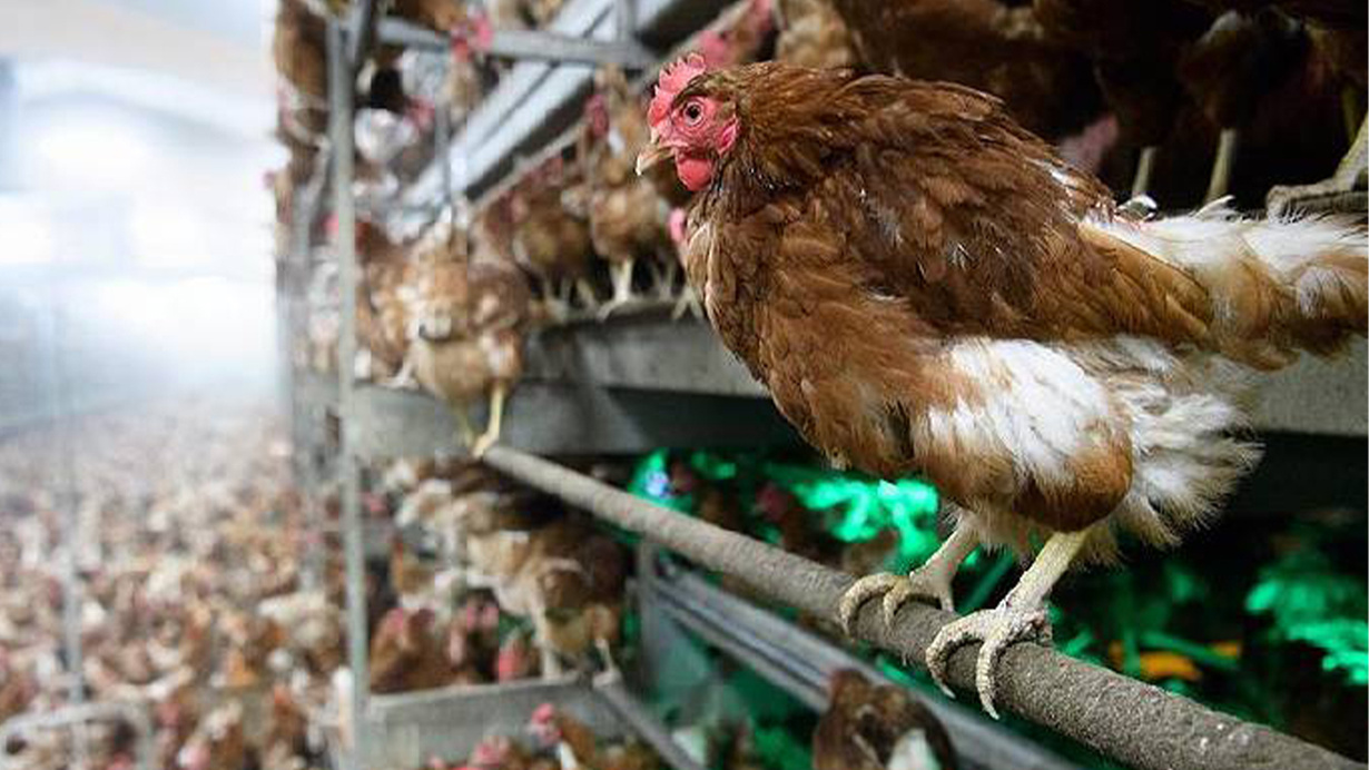 Kuş gribi yeniden nüksetti! Alarm durumu ‘yüksek’ seviyeye çıkarıldı