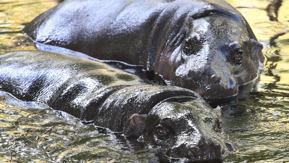Belçika'da hayvanat bahçesindeki 2 su aygırının Kovid-19 testi pozitif çıktı