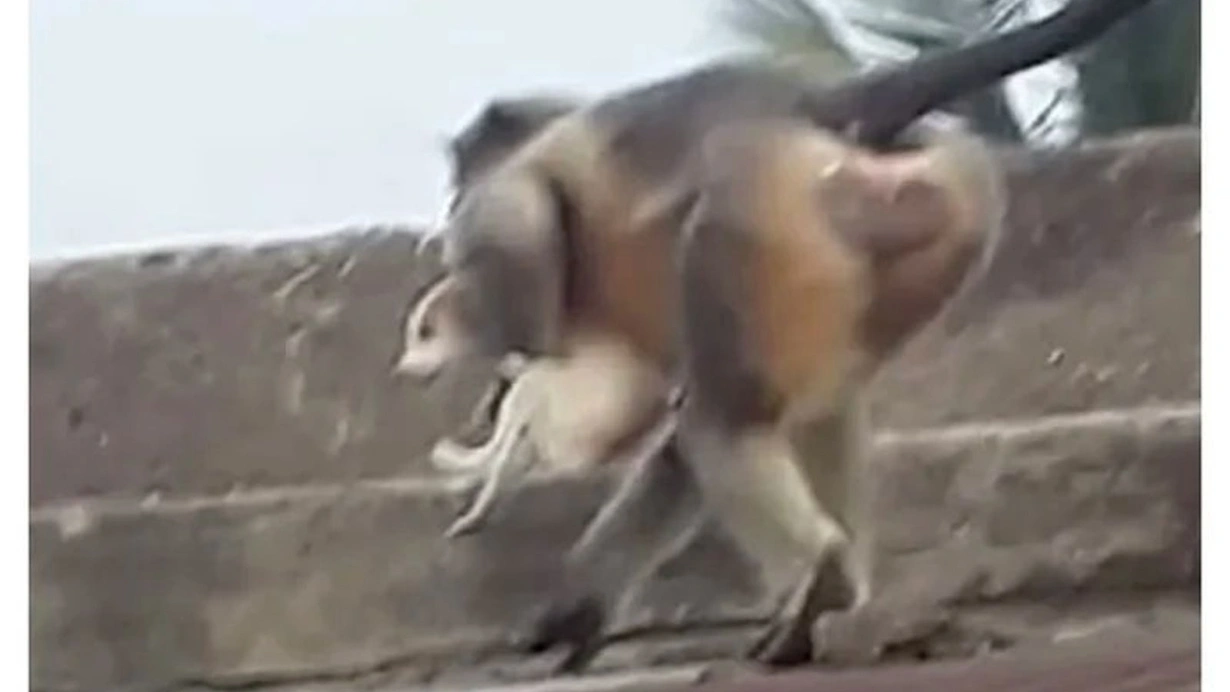 Hindistan'da maymunlar intikam için 250'den fazla köpek öldürdü iddiası