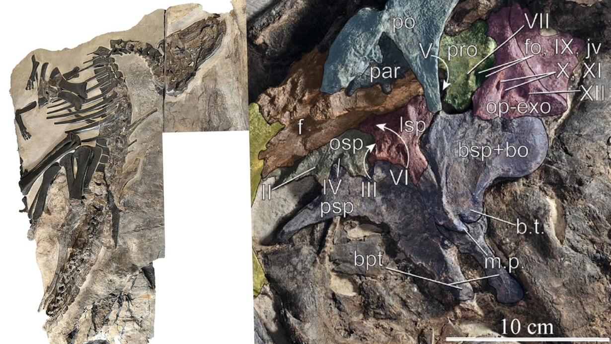 İtalya’da ilk kez bir dinozor sürüsü kalıntıları keşfedildi