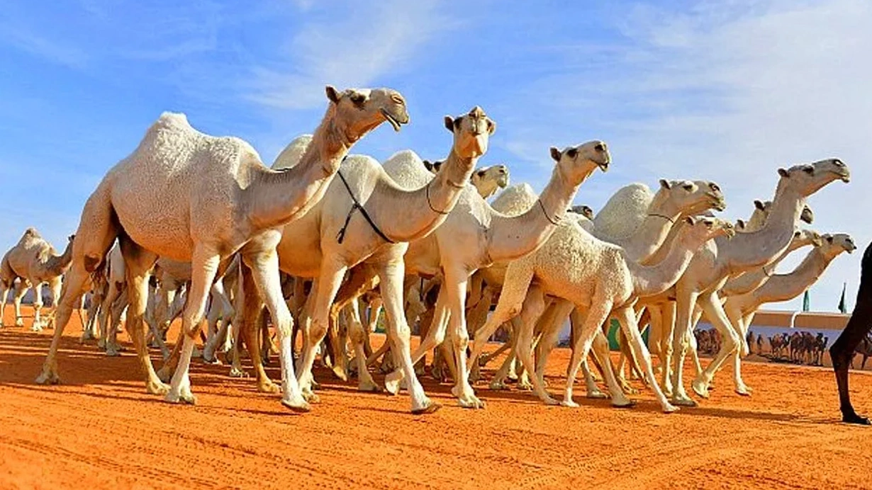 Suudi Arabistan'daki botokslu develer güzellik yarışmasından atıldı