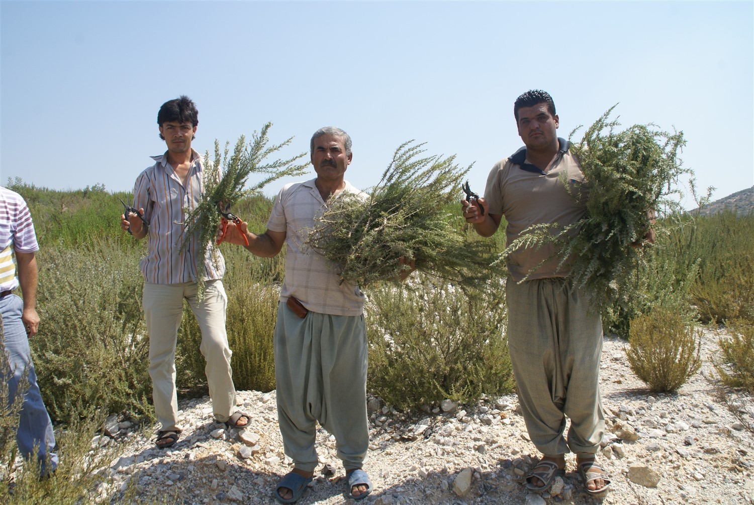 Türkiyedeki biberiye üretiminin yüzde 90ı Mersinde yapılıyor